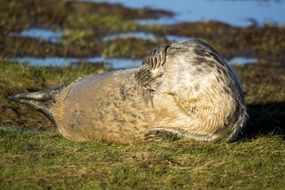 Seal or Pinnipedia