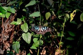 Blue Tiger Butterfly