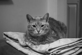 domestic cat in black and white image