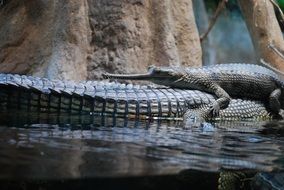 crocodile in Prague Zo