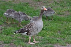 flock of geese on green grass