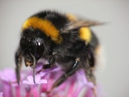 bumblebee on a pink flower close-up