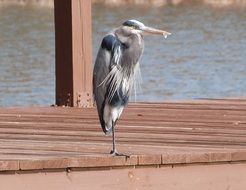 heron on the pier