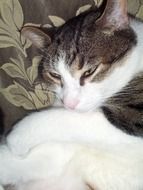 Sleeping Cat relax portrait