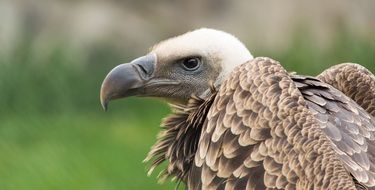 bird of prey in a zoo