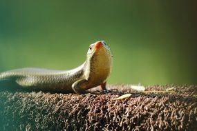 colorful Lizard