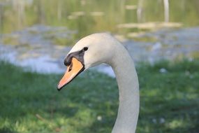 swan in summer sunny day