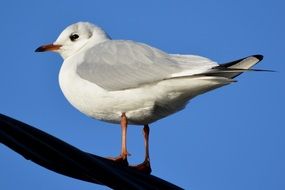 seagull on a branch against the blue sky