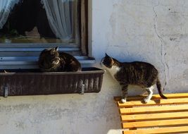 cats near the window of the house