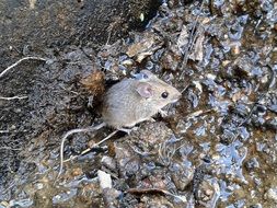 little gray mouse on the ground
