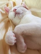 picture of the sleepy kitty
