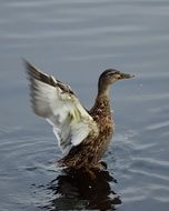 Duck with wide open Wings stands in Water