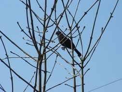 bird on branches