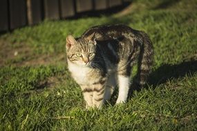Cat Dachowiec Tomcat