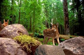 cute lovely Tree Deer