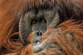 face of red-haired orangutan