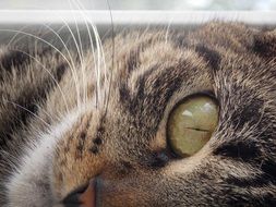 mackerel Cat eye close up
