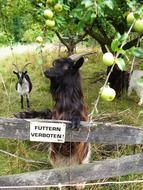 Goats on fenced pasture beneath apple tree