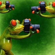 funny frogs with cameras