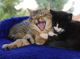 yawning cat on the pillow