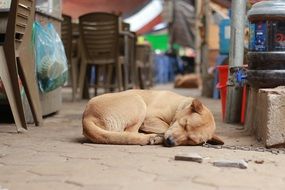 sleeping dog on the floor near the chairs