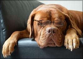 dog bordeaux with glasses on the sofa closeup