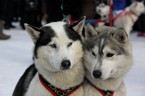 Cute husky dogs