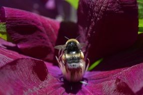 insect on purple flower close-up