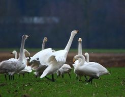 flock of whooper swans on the field