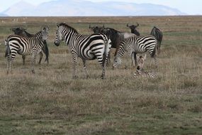 Herd of Zebra