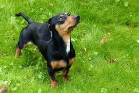 Sausage dog on a grass