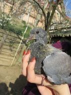 Grey pigeon on the hand