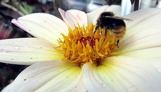 Bee on the Flower