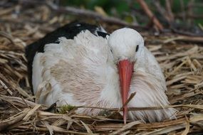 stork in the nest close-up