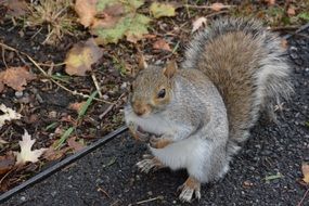 squirrel with his cheeks filled