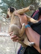 man playing with a puppy in his arms