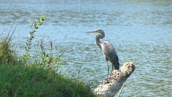 gray heron on a log near the water