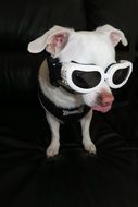 Fun Chihuahua, white dog in Sunglasses, black background