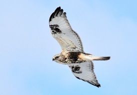 Picture of Rough Legged Hawk