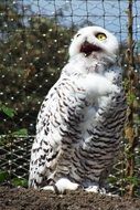 white bird of prey near the grid