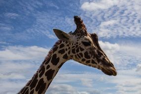 portrait of a giraffe against the sky