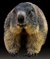 portrait of a alpine marmot