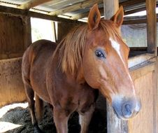 brown horse in the stall