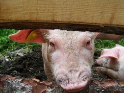 portrait of a farm pig