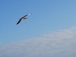 seagull flying under the blue sky