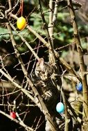young cat playing in a tree