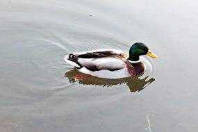 colorful drake on grey water