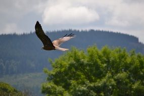 Golden eagle is flying