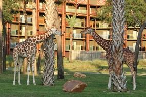 Giraffes Safari Resort