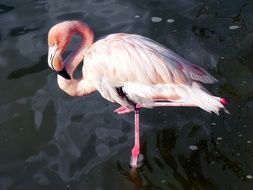 pink flamingo with a big beak stands in the water